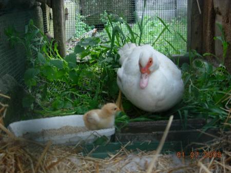 Naissance d'un poussin